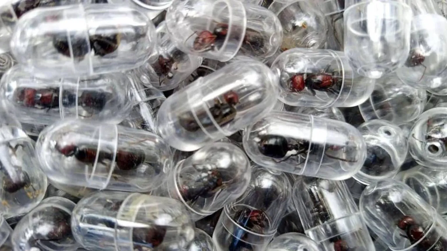 Qora bozor mahsuloti: nima uchun bitta chumoli $200 dan qimmat?