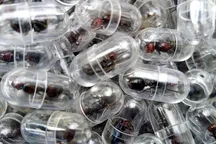 Qora bozor mahsuloti: nima uchun bitta chumoli $200 dan qimmat?