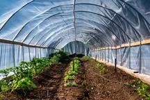 Issiqxonalar Toshkentdan ko‘chiriladimi? Yangi qaror tafsilotlari