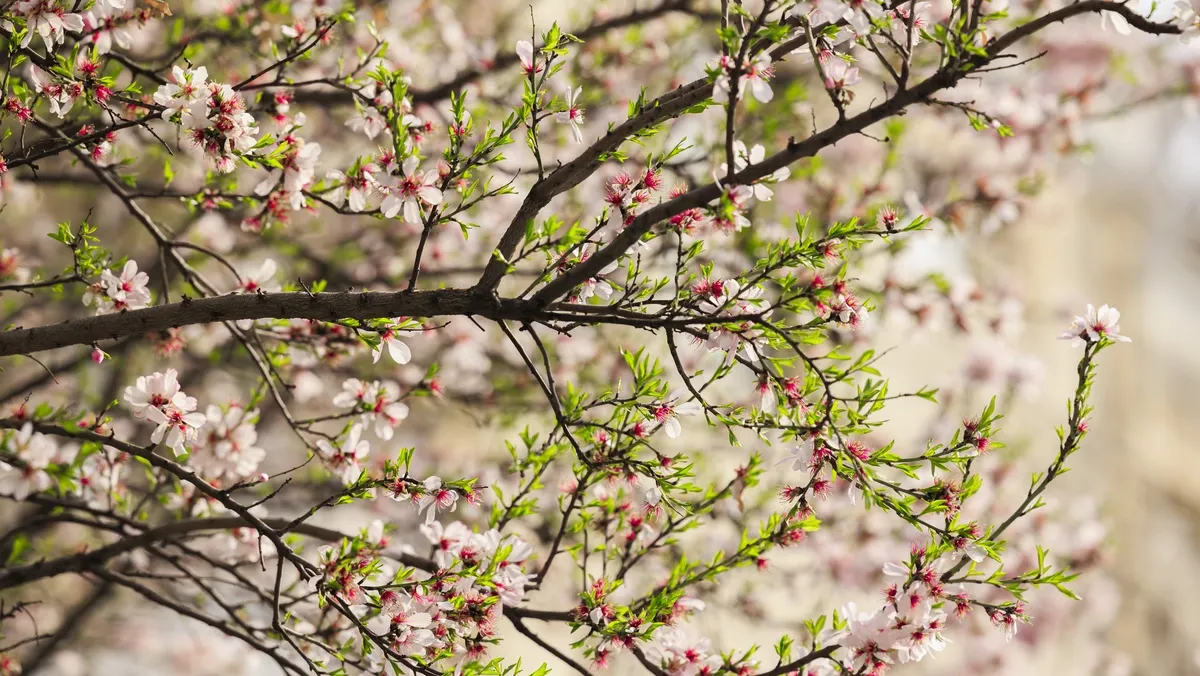 Dam olish kunlari O‘zbekistonda ob-havo qanday bo’ladi?— 18-19-aprel prognozi