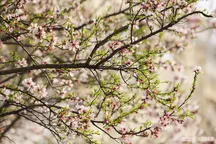 Dam olish kunlari O‘zbekistonda ob-havo qanday bo’ladi?— 18-19-aprel prognozi