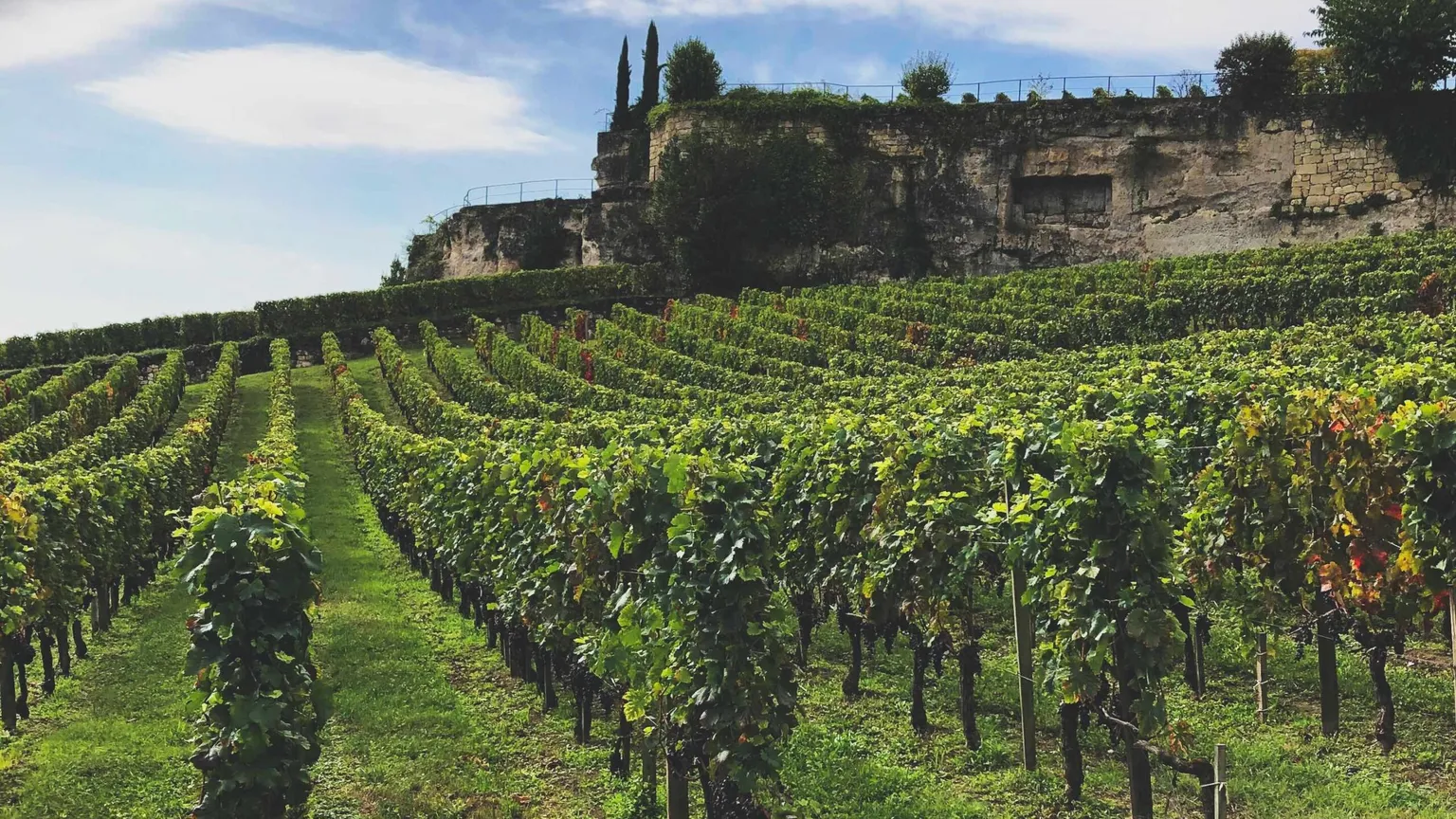O‘zbekistonliklar Fransiya uzumzorlarida ishlashga yuboriladi