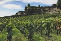 O‘zbekistonliklar Fransiya uzumzorlarida ishlashga yuboriladi