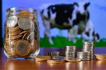 O‘zbekiston Belarusda yer ijaraga olib, qoramol yetishtiradi